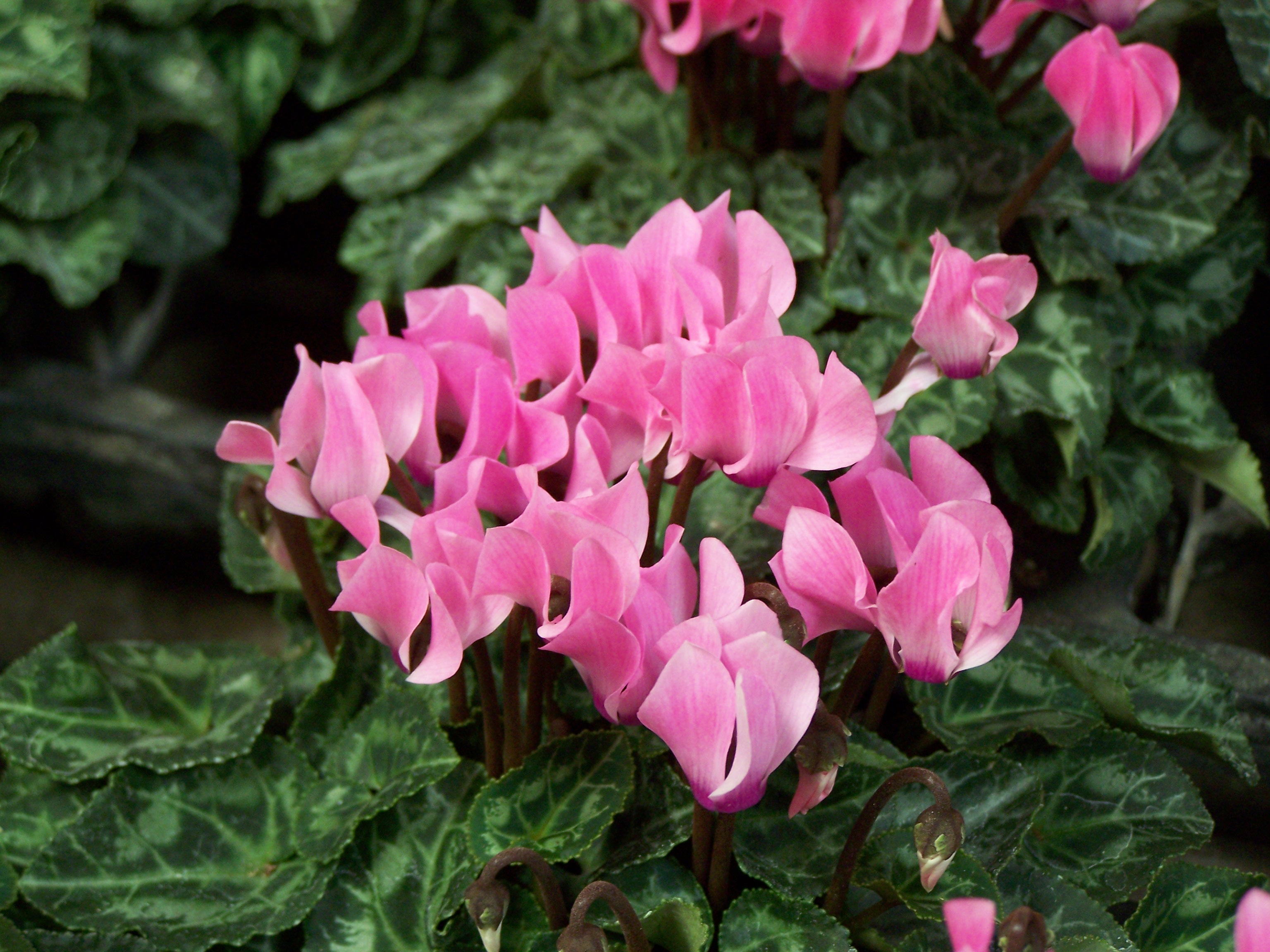 Cyclamen 8