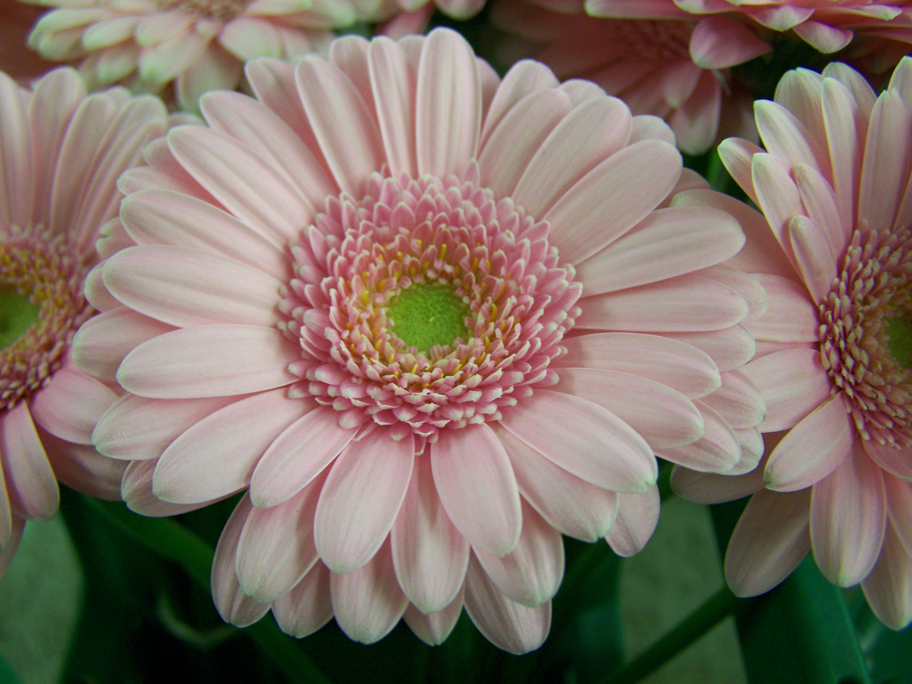 Gerbera 1